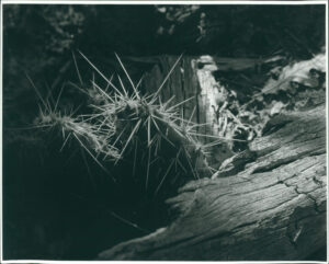 light on a forest floor highlights a cactus and rotted log