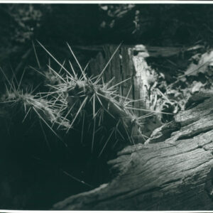 light on a forest floor highlights a cactus and rotted log