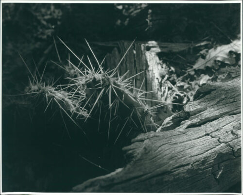 light on a forest floor highlights a cactus and rotted log