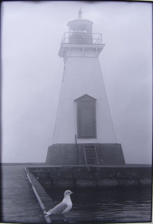 A seagull on a pier in front of a lighthouse in the fog off Lake Ontario