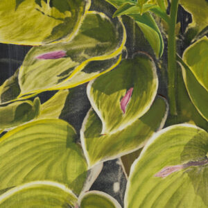 Close-up image of hosta leaves and pink blooms