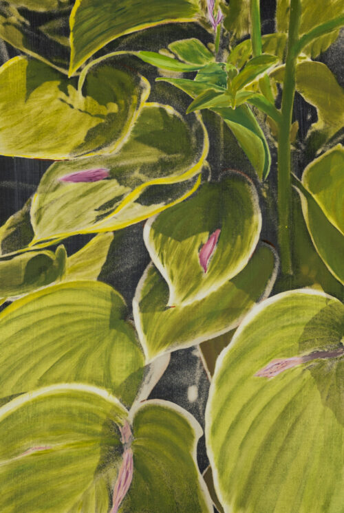 Close-up image of hosta leaves and pink blooms